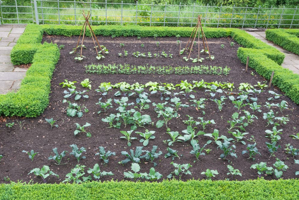 het maken van een moestuin
